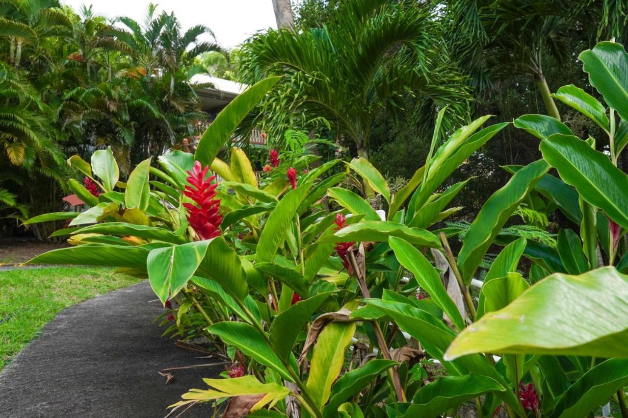 Color Garden - Studio Martinique Sainte-Anne Exterior foto